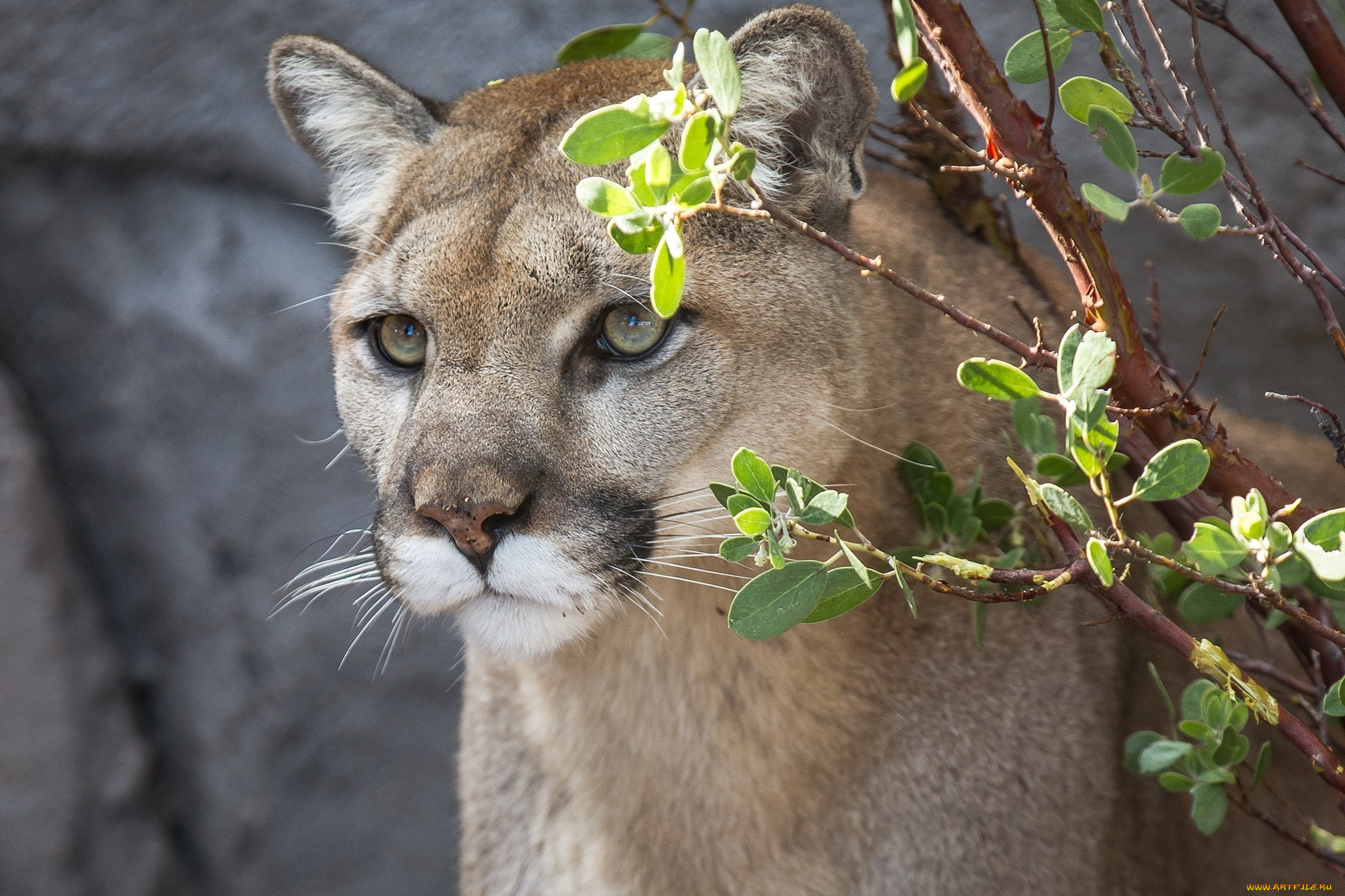 Дикая б. Амазонская Пума. Пума Сибирская. Пума пятнистая. Puma Wild Cat.